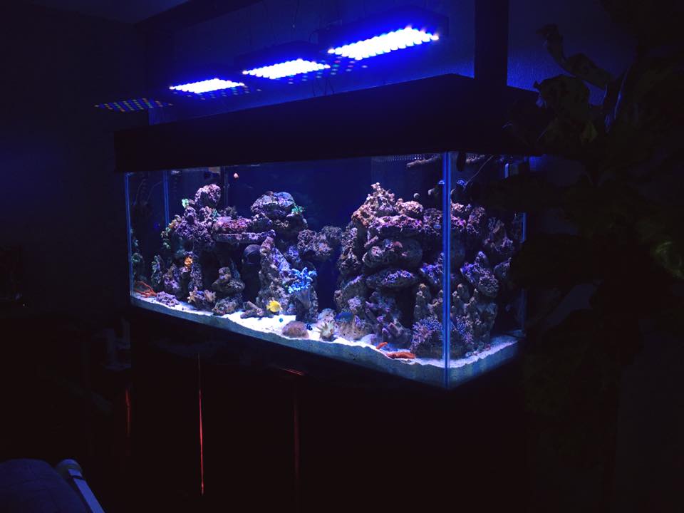 Residential reef aquarium under blue LED lighting