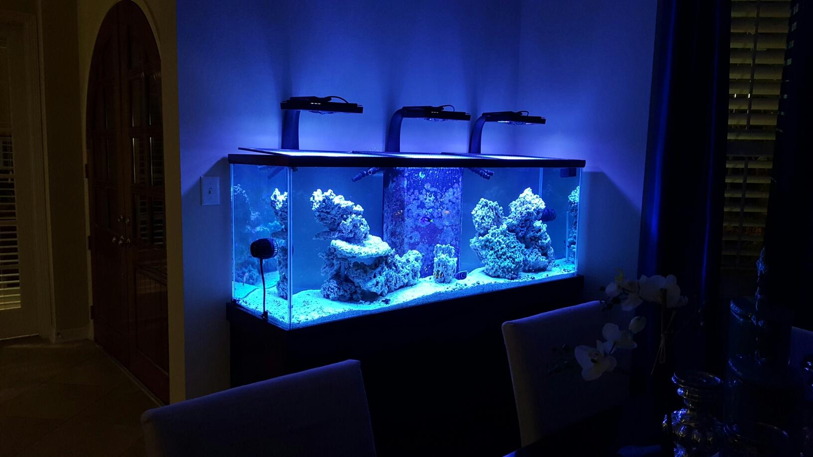 Reef aquarium beside a dining room